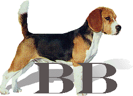 beagle bild 89